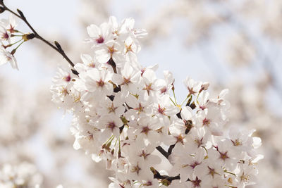 Close-up of cherry blossom