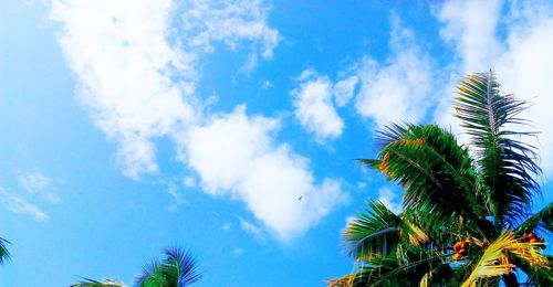 Low angle view of palm trees against blue sky