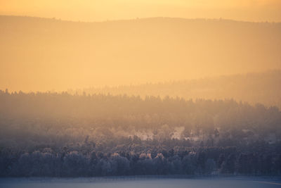 Scenic view of trees growing in forest against sky during sunset