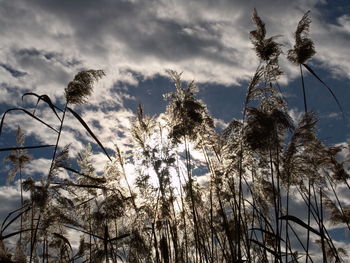 Low angle view of plants against sky