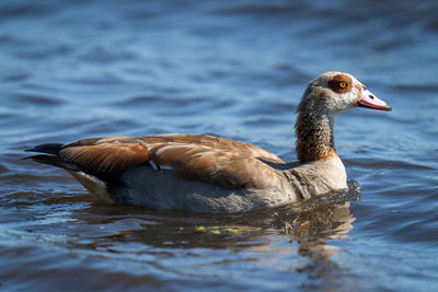 Egyptian goose swims in river heading right