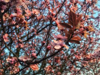 Low angle view of cherry blossom tree