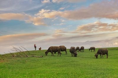 Buffalo farmer resting on the merase hill lombok