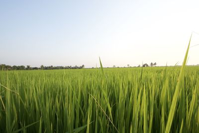 Crop on field against clear sky