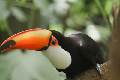 Close-up of bird