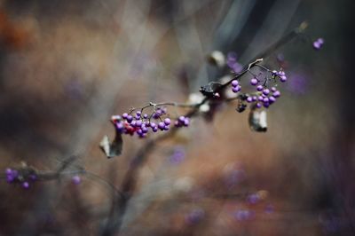 Close-up of purple berries on plant