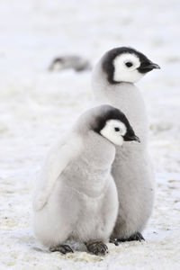 High angle view of two young birds on snow