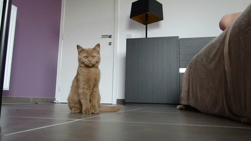 Cat standing in corridor