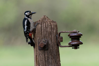 Great spotted woodpecker perched on an old weathered wooden post with natural background