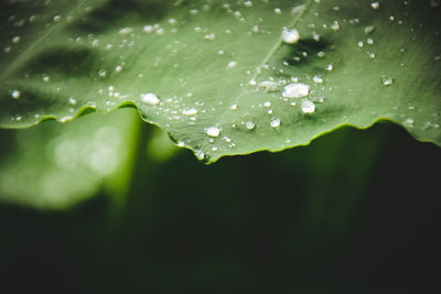 Close-up of water drops on leaves