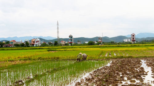 Scenic view of farm against sky