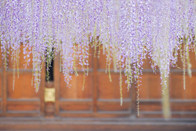 Close-up of wisteria