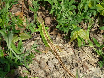 High angle view of lizard on field