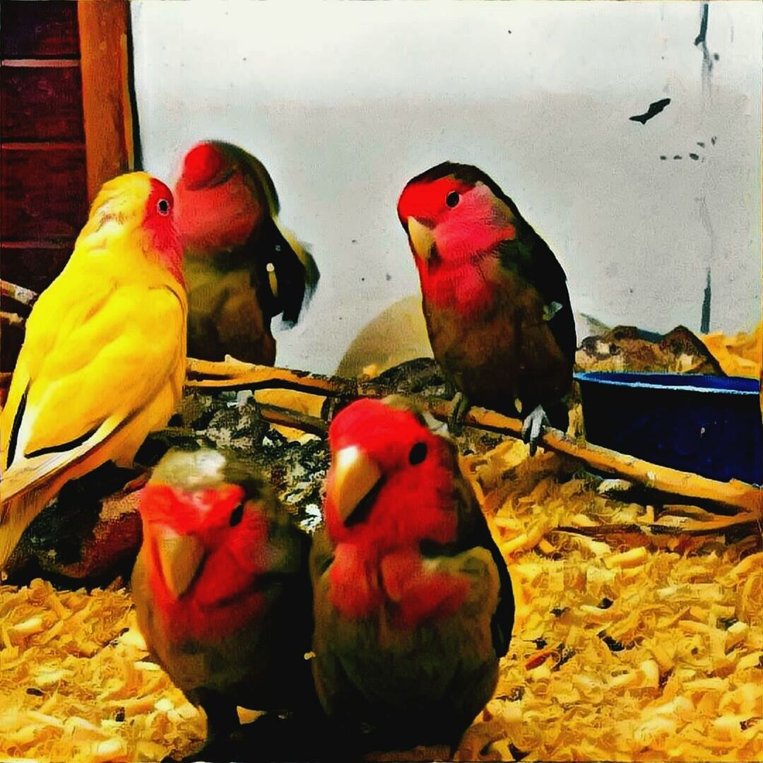 CLOSE-UP OF PARROT PERCHING ON COLORFUL BRANCH