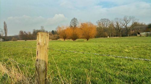 Scenic view of grassy field against sky