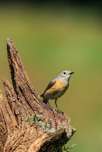 Close-up of bird perching on a tree