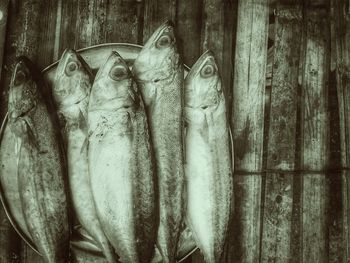 Close-up of fish hanging on wood