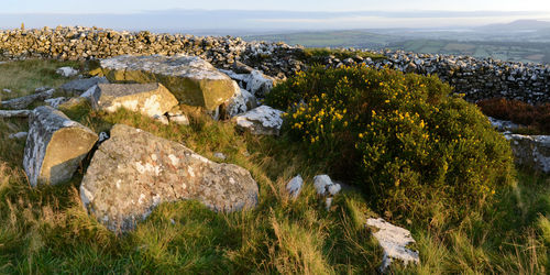 High angle view of plants and rocks against sky