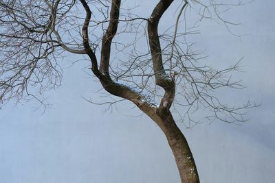 Low angle view of bare trees against sky