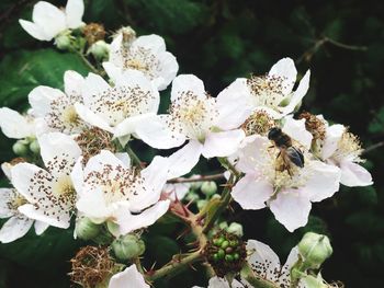 Close-up of white flowers blooming outdoors