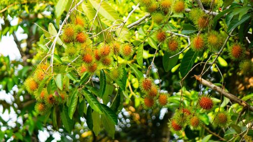 Close-up of red berries on tree