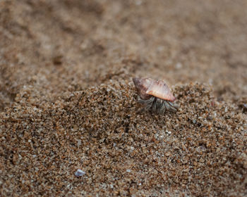 Close-up of crab on sand