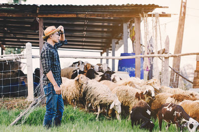 View of sheep standing on field