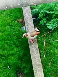 Man standing on grassy field