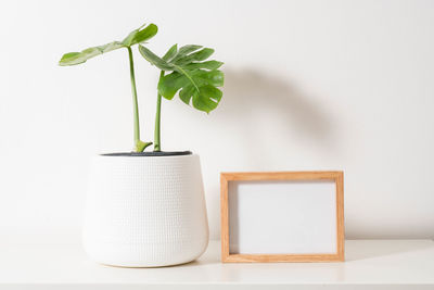 Close-up of potted plant on table against wall