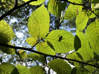 Low angle view of leaves on tree