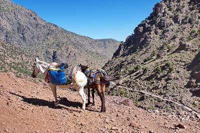 Mule with heavy load in high atlas mountains in morocco