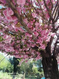 Low angle view of pink flower tree against sky