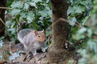 Close-up of squirrel on tree