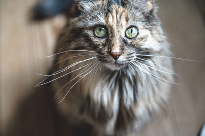 Close-up portrait of a hairy and intense cat