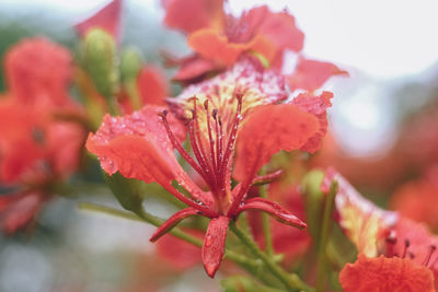 Close-up of red flowering plant