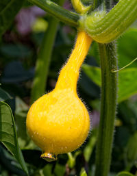 Close-up of wet yellow flower