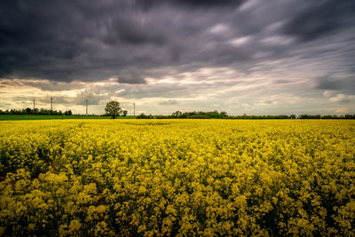 Scenic view of oilseed rape field against cloudy sky