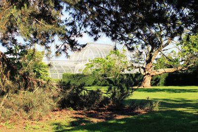 Trees growing in park