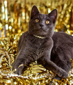 Close-up portrait of a cat