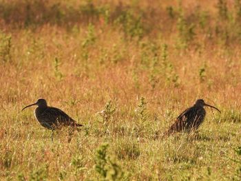 Two birds on grass