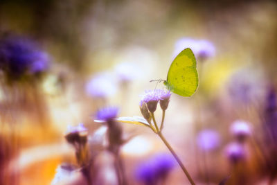 Close-up of butterfly pollinating on purple flowering plant