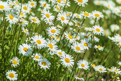 Close-up of white daisy flowers