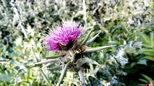 Close-up of purple thistle flower