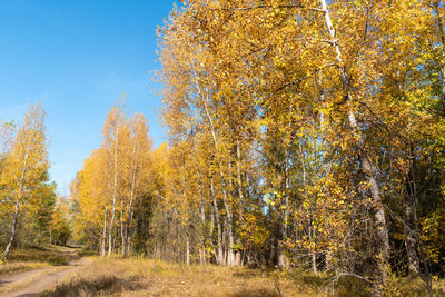 Trees growing in forest during autumn