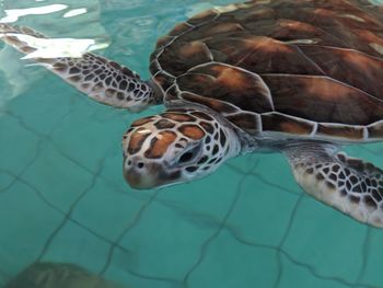 Close-up of turtle in swimming pool