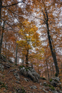 Trees growing in forest during autumn