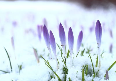 Close-up of crocus blooming during winter