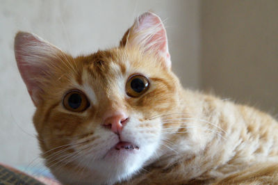 Close-up portrait of ginger cat