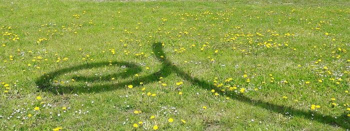 Close-up of grass