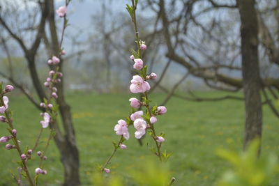 Close-up of pink cherry blossoms in spring